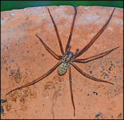 Eratigena atrica